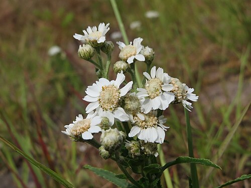 Sneezeweed: Sumpf-Schafgarbe ( Achillea ptarmica ) am Rhein im Landschaftsschutzgebiet Hockenheimer Rheinbogen