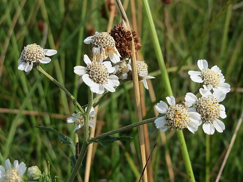 Sneezeweed: Sumpf-Schafgarbe ( Achillea ptarmica ) im Naturschutzgebiet Mürmes