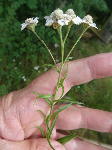 Sneezeweed (Achillea ptarmica)