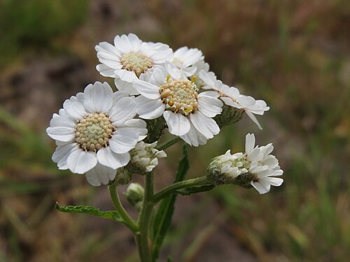 Sneezeweed: Sumpf-Schafgarbe ( Achillea ptarmica ) am Rhein im Landschaftsschutzgebiet Hockenheimer Rheinbogen