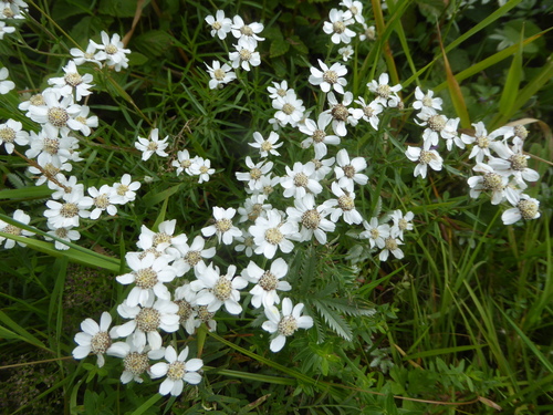 Sneezeweed (Achillea ptarmica)