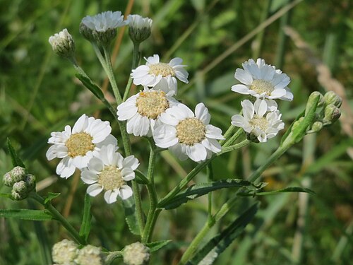 Sneezeweed: Sumpf-Schafgarbe ( Achillea ptarmica ) am Geißböckelgraben bei Philippsburg