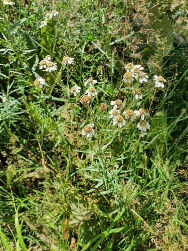 Sneezeweed (Achillea ptarmica)