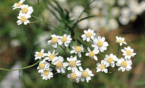 Sneezeweed: Flowers of plant Achillea ptarmica from the Botanical Gardens of Charles University , Prague , Czech Republic