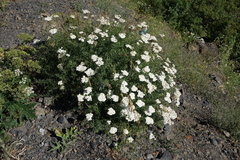 Achillea ptarmicifolia (Achillea ptarmicifolia)