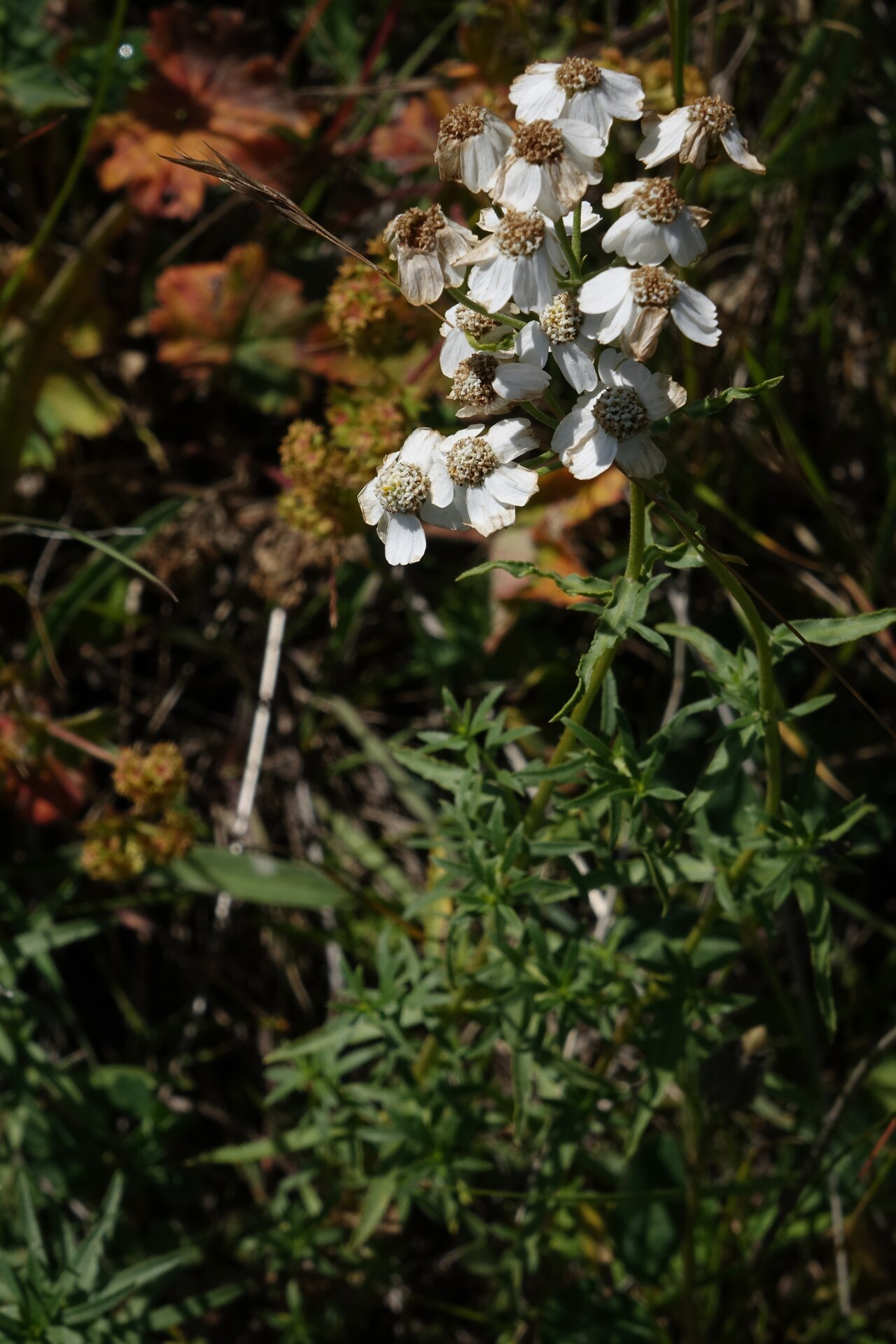 Achillea ptarmicifolia: Achillea ptarmicifolia, Russia, Republic of Dagestan, Agul District,, 3.5 km SW pf Chirag village, a NW ridge of the Kokma Mt. Range, 2023-08-09 (iNaturalist).