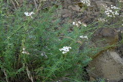 Achillea ptarmicifolia (Achillea ptarmicifolia)