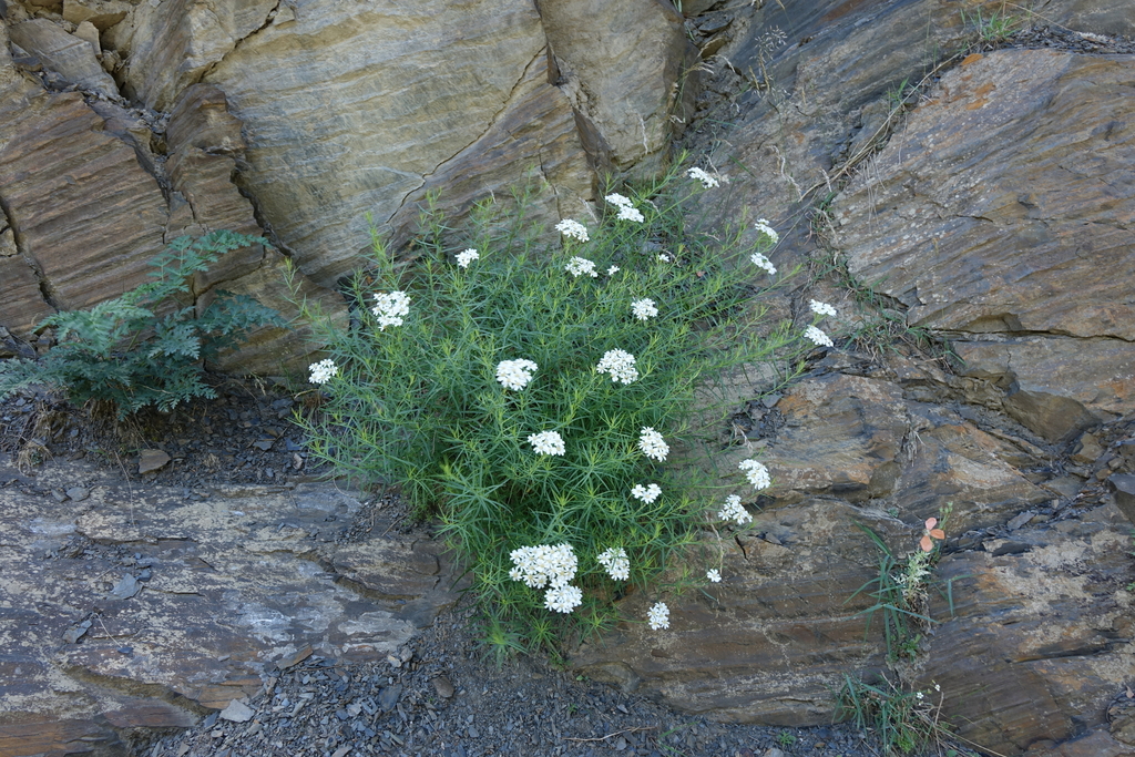 Achillea ptarmicifolia (Achillea ptarmicifolia)