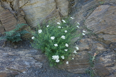 Achillea ptarmicifolia (Achillea ptarmicifolia)