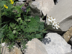 Achillea ptarmicifolia (Achillea ptarmicifolia)