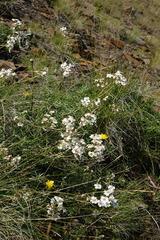 Achillea ptarmicifolia (Achillea ptarmicifolia)