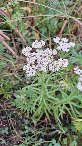 Achillea ptarmicoides: Achillea ptarmicoides in Russia