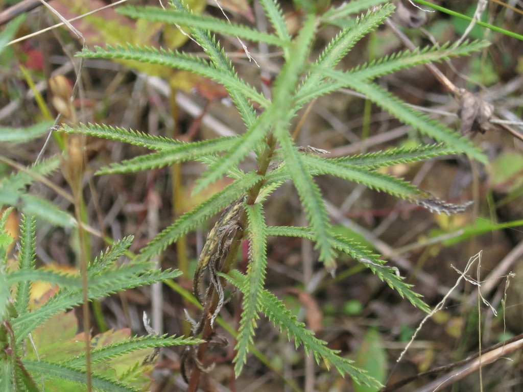 Achillea ptarmicoides (Achillea ptarmicoides)