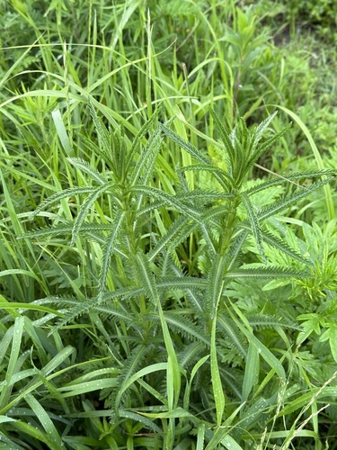 Achillea ptarmicoides (Achillea ptarmicoides)