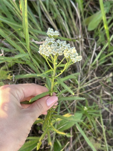 Achillea ptarmicoides (Achillea ptarmicoides)