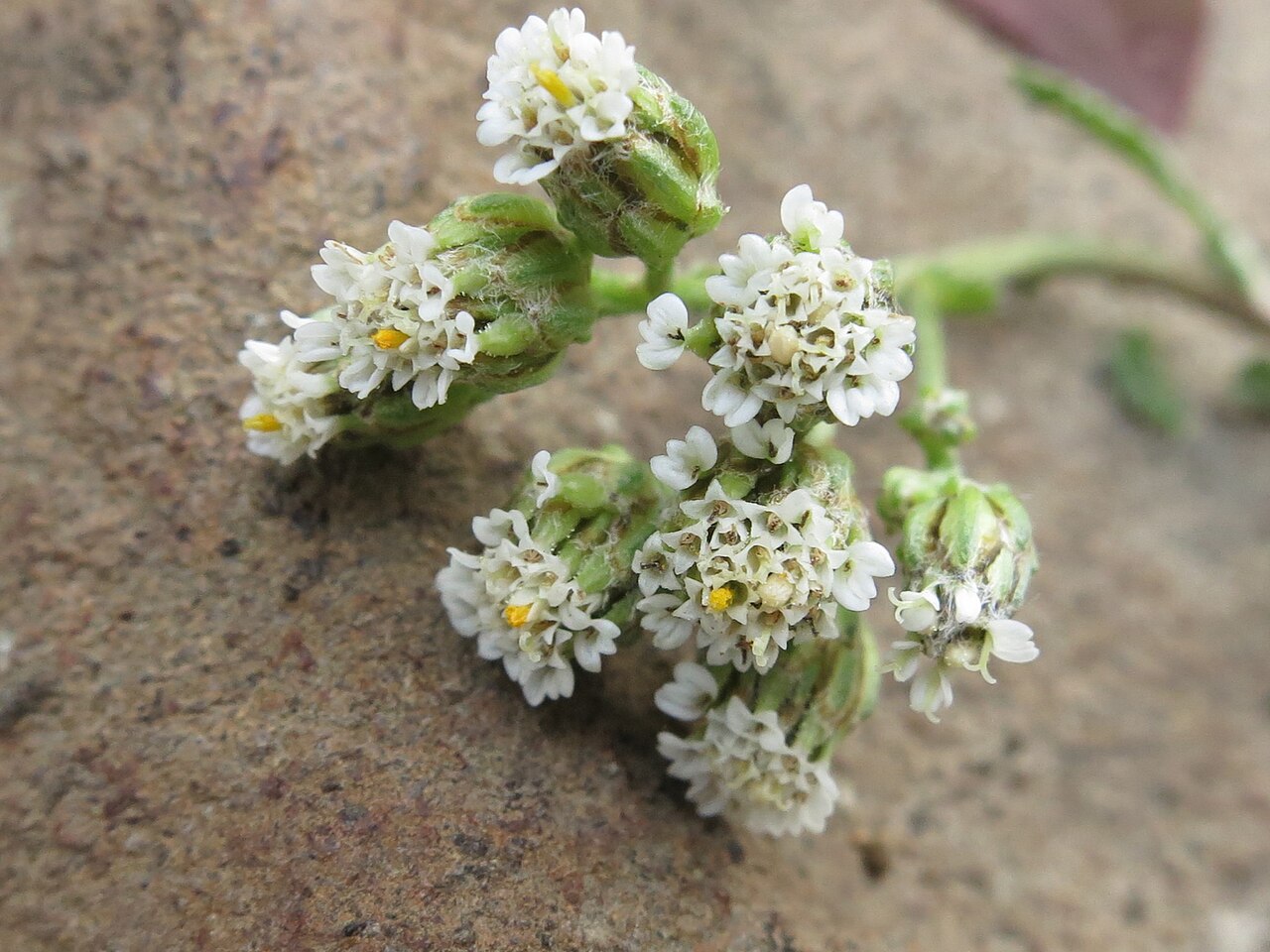Achillea ptarmicoides: Achillea ptarmicoides