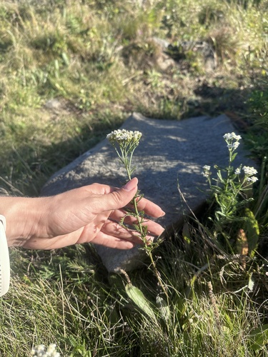 Achillea ptarmicoides (Achillea ptarmicoides)