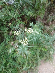 Achillea ptarmicoides (Achillea ptarmicoides)