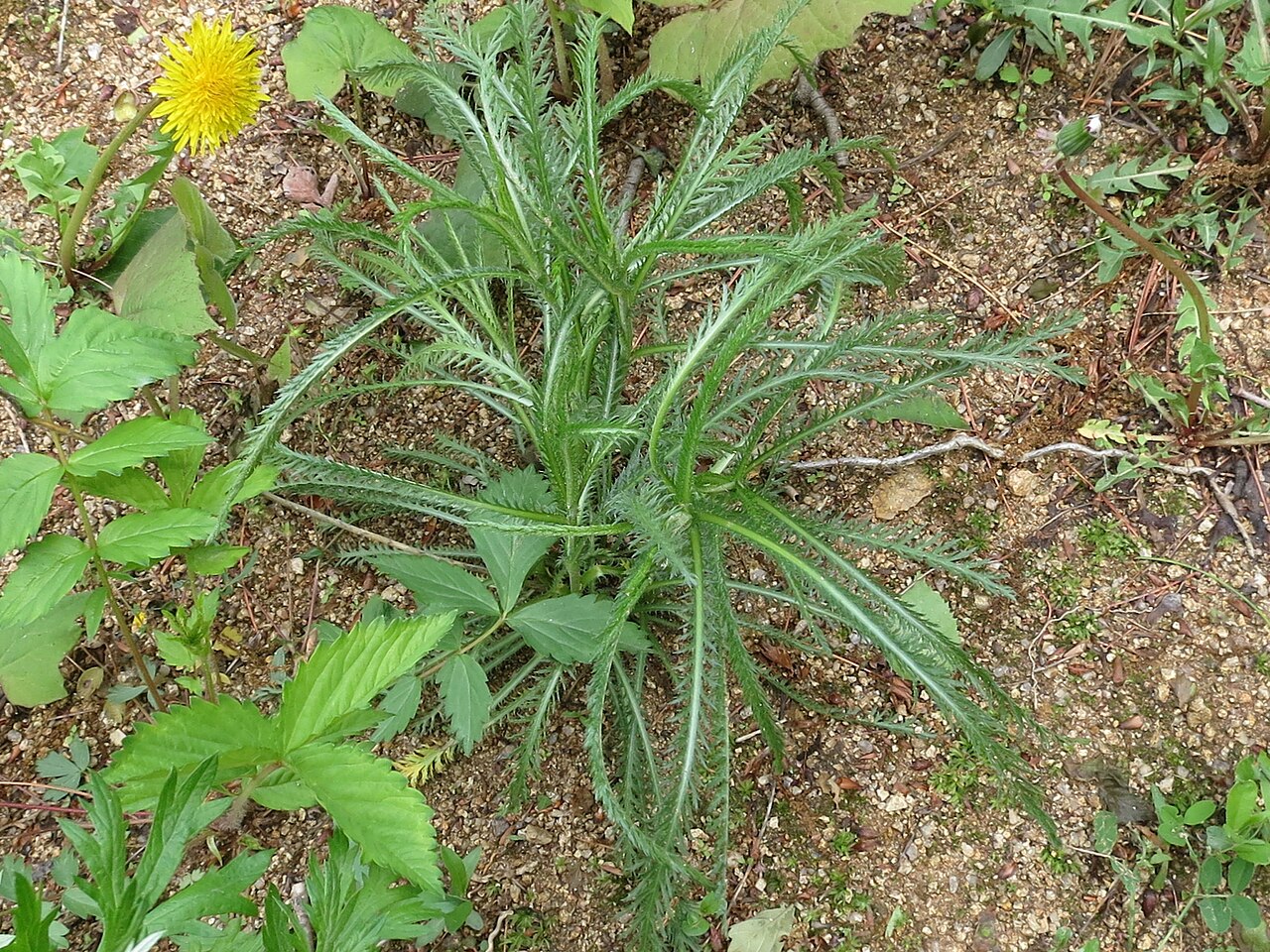 Achillea ptarmicoides: Achillea ptarmicoides in Russia