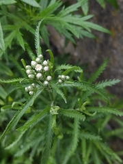Achillea ptarmicoides (Achillea ptarmicoides)