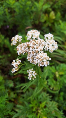 Achillea ptarmicoides (Achillea ptarmicoides)