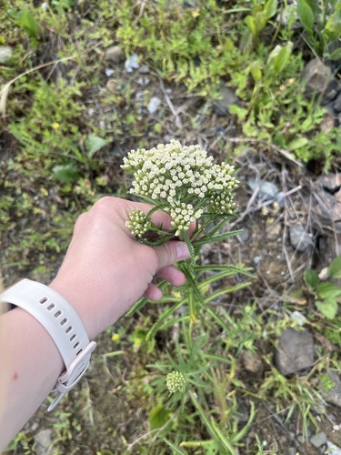 Achillea ptarmicoides (Achillea ptarmicoides)