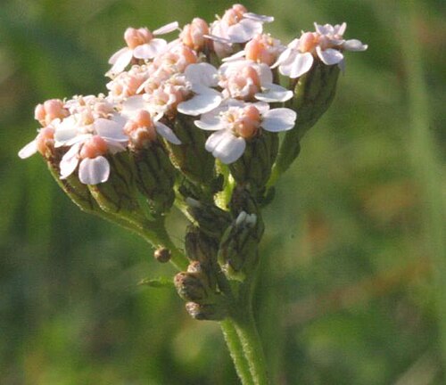 Achillea roseo-alba: Achillea roseoalba