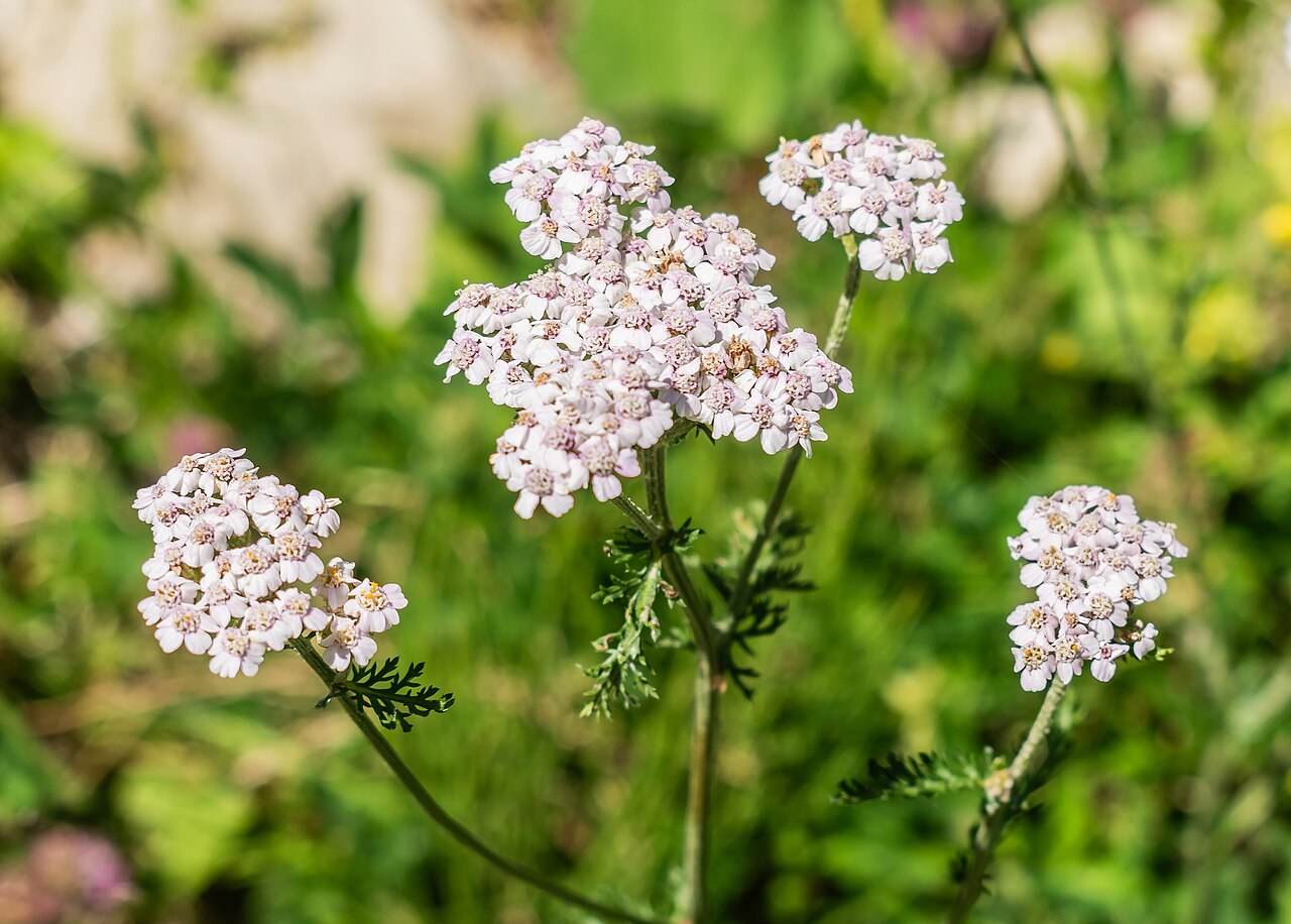 Achillea roseo-alba: Achillea roseoalba in Les Carroz d'Arâches, commune of Arâches-la-Frasse , Haute-Savoie, France