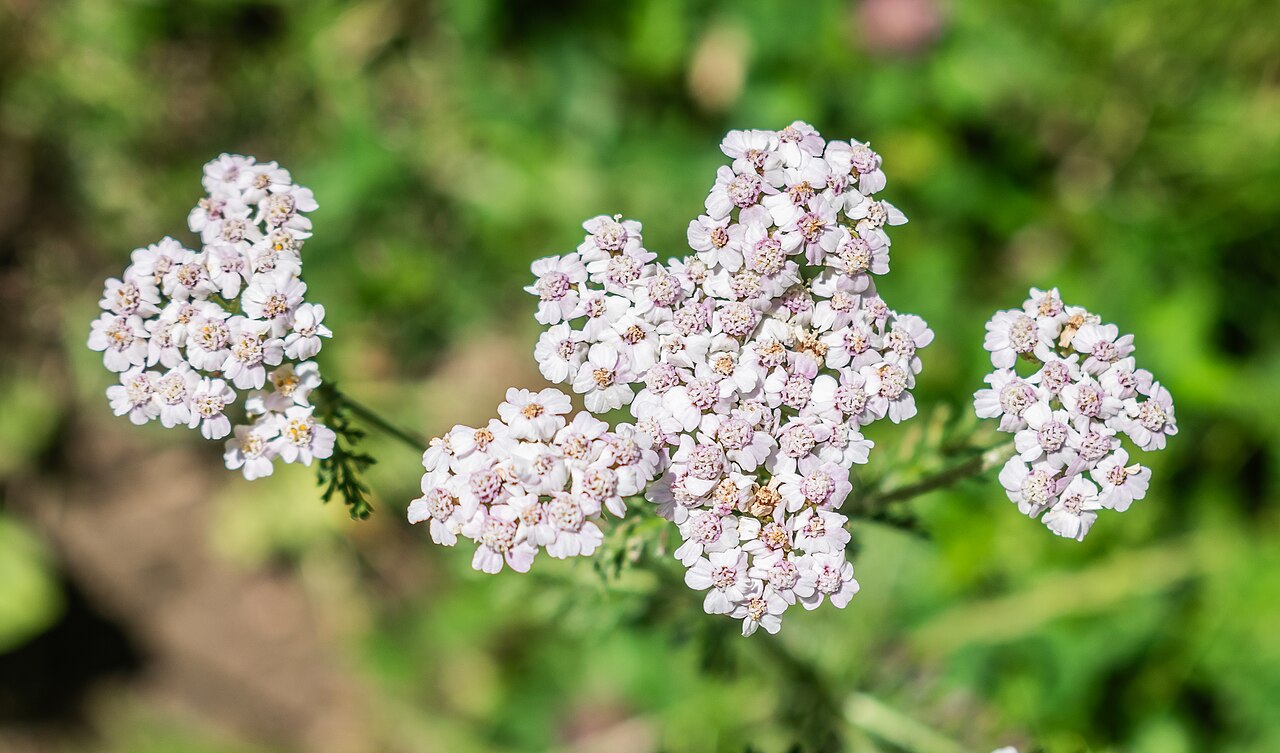 Achillea roseo-alba: Achillea roseoalba in Les Carroz d'Arâches, commune of Arâches-la-Frasse , Haute-Savoie, France