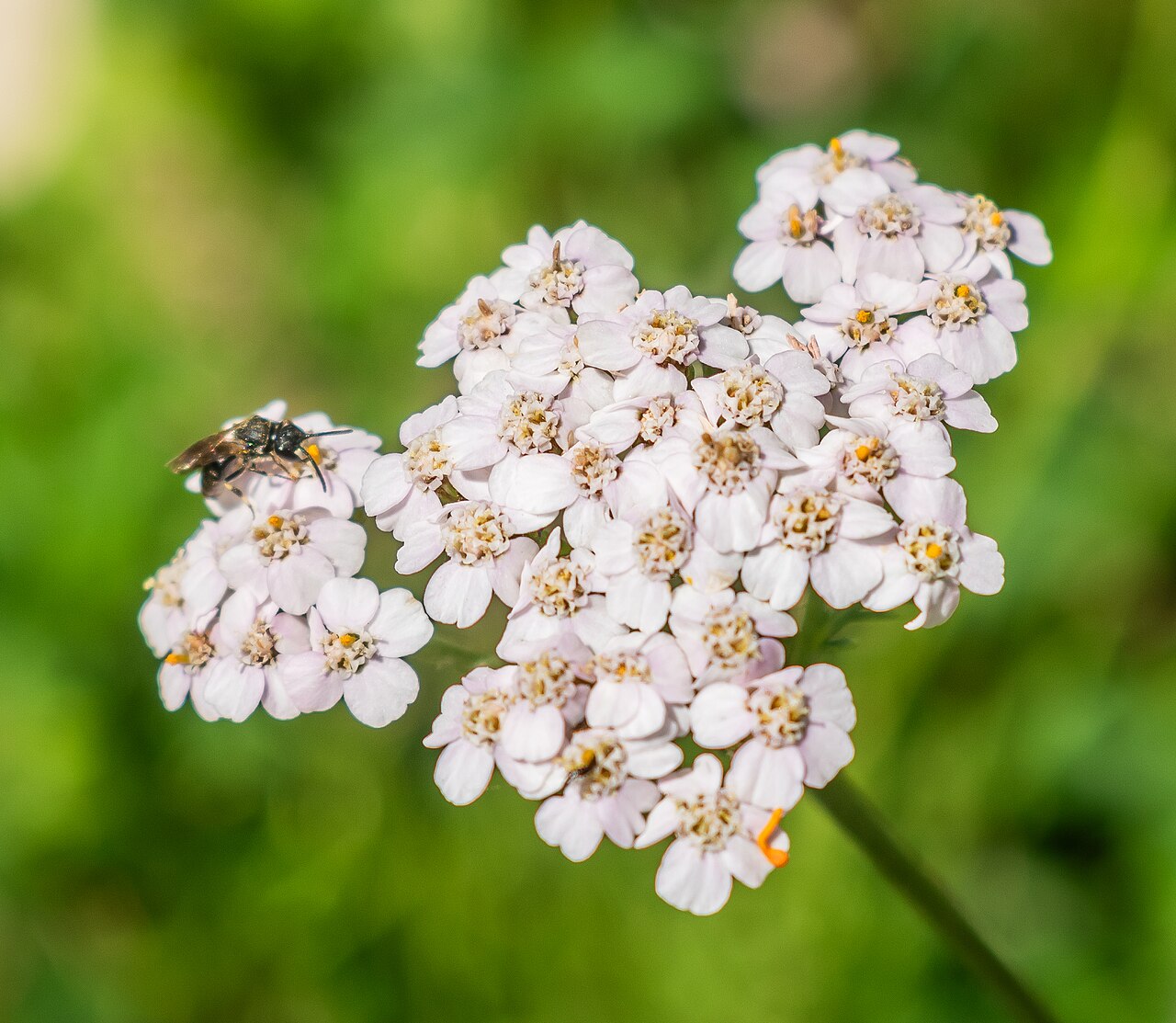 Achillea roseo-alba: Achillea roseoalba in Les Carroz d'Arâches, commune of Arâches-la-Frasse , Haute-Savoie, France