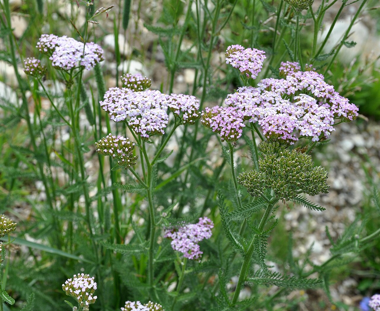 Achillea roseo-alba: Shkmeri