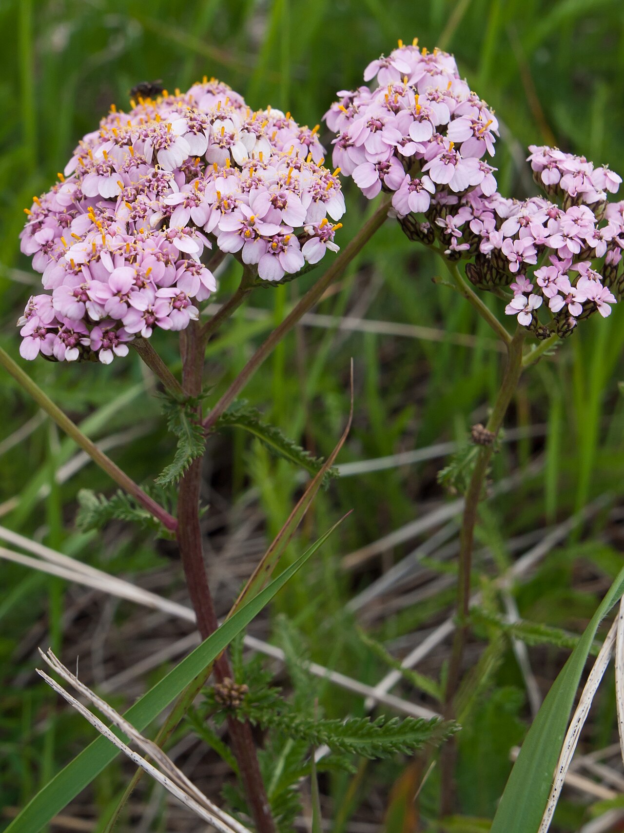 Achillea roseo-alba: Achillea roseo-alba