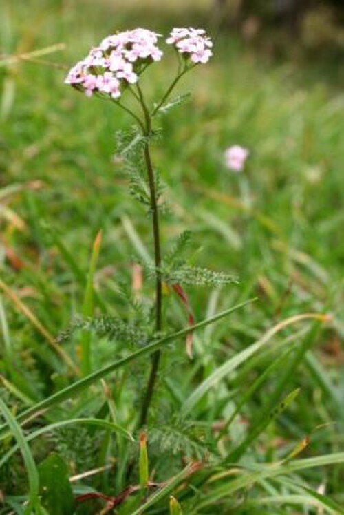 Achillea roseo-alba: Achillea roseoalba