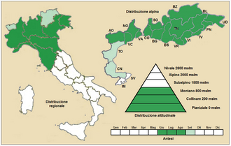 Achillea roseo-alba: Achillea roseoalba - Distribuzione