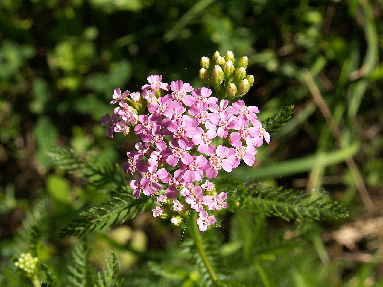 Achillea roseo-alba: Inflorescence of Achillea roseo-alba