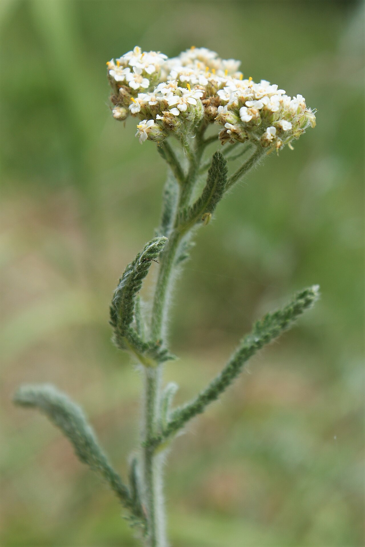 Achillea seidlii: Achillea pannonica in Lubin od Wolin Island, NW Poland