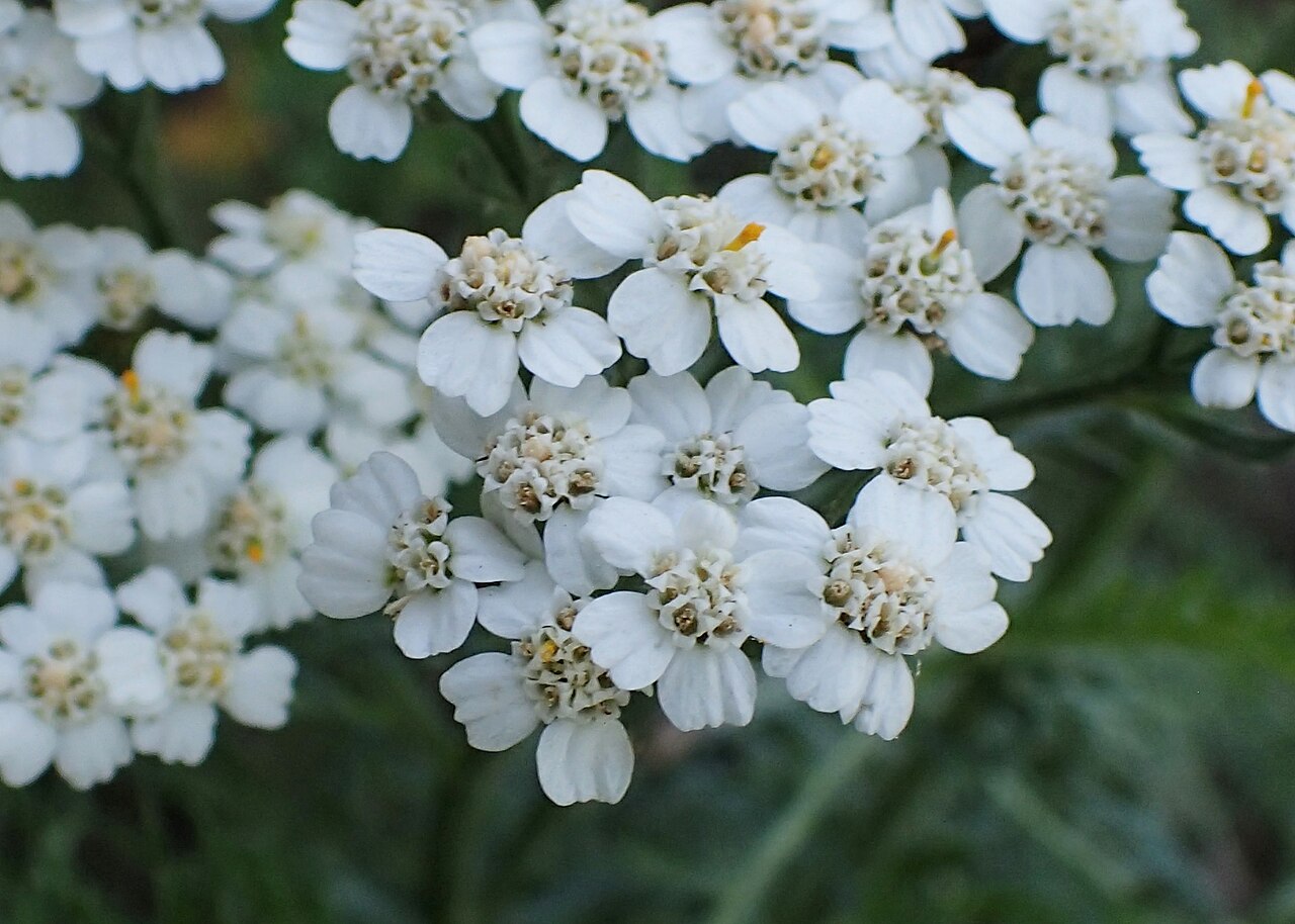 Achillea seidlii: Achillea pannonica in the UMCS Botanical Garden in Lublin