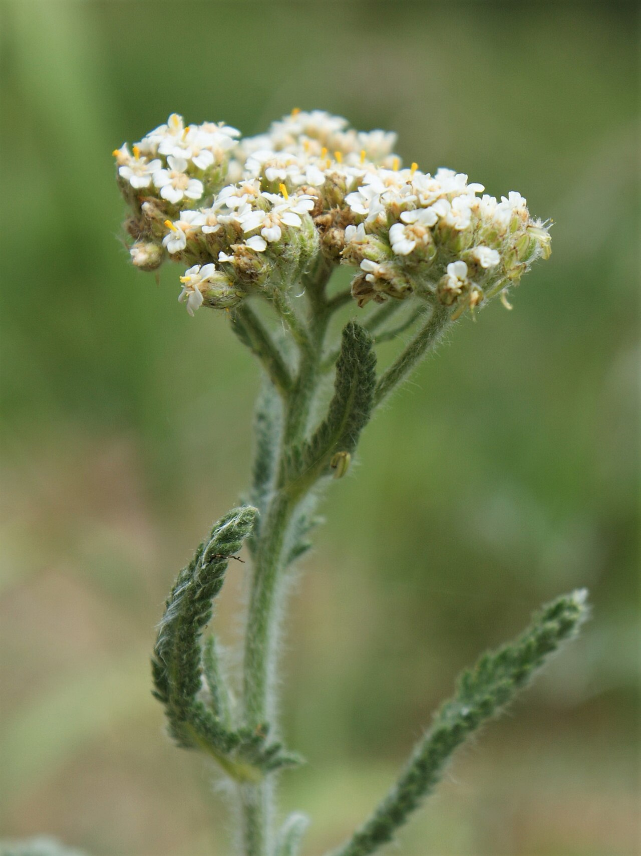 Achillea seidlii: Achillea pannonica in Lubin od Wolin Island, NW Poland