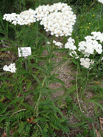 Achillea seidlii: Achillea in Botanischer Garten Erlangen, 2008