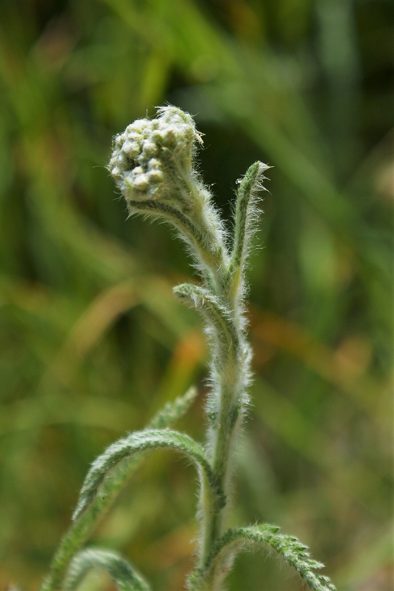 Achillea seidlii: Achillea pannonica in Lubin od Wolin Island, NW Poland