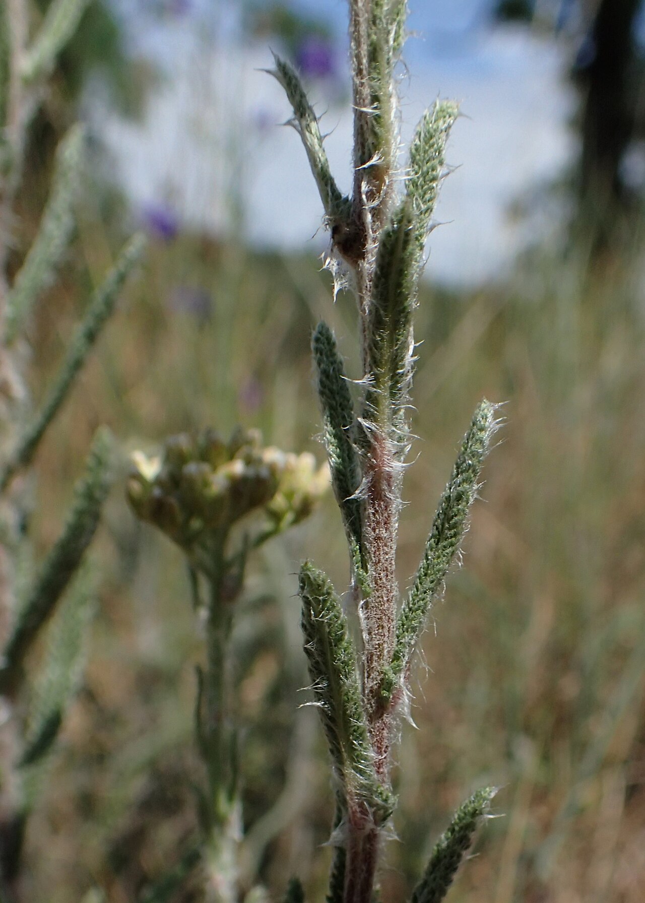 Achillea seidlii: Achillea pannonica in Chełm Górny, NW Poland