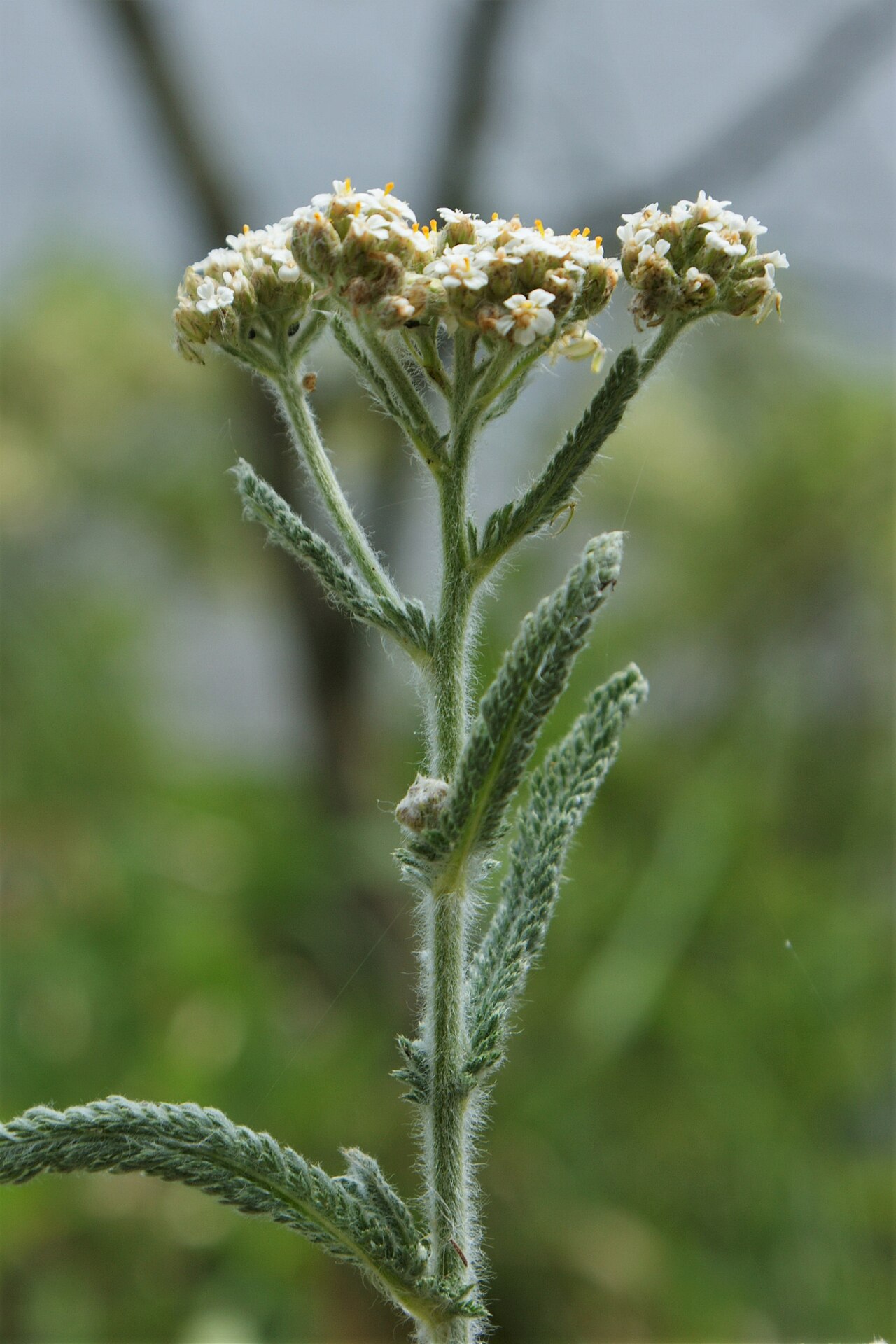 Achillea seidlii: Achillea pannonica in Lubin od Wolin Island, NW Poland