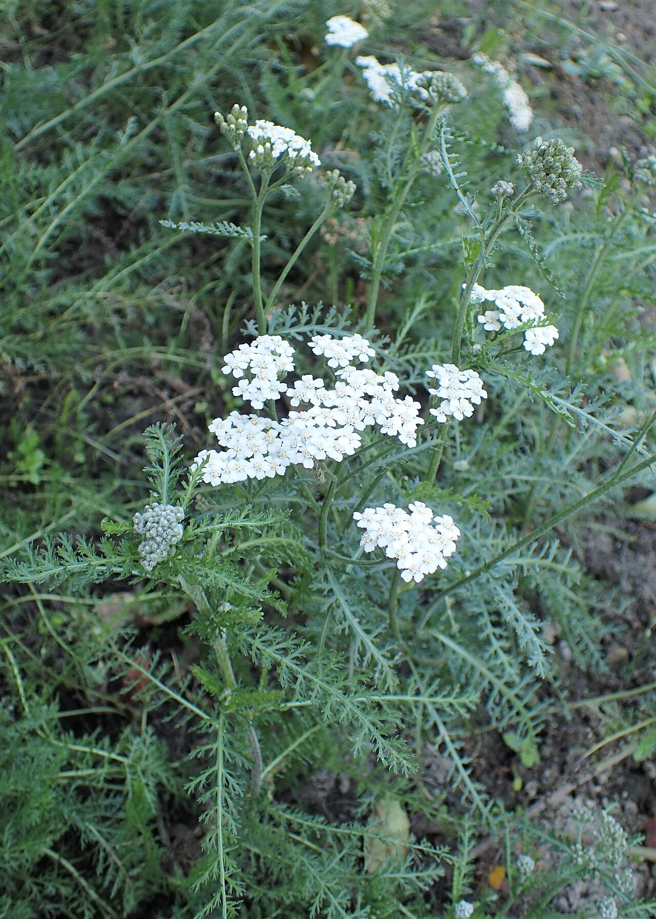 Achillea seidlii: Achillea pannonica in the UMCS Botanical Garden in Lublin