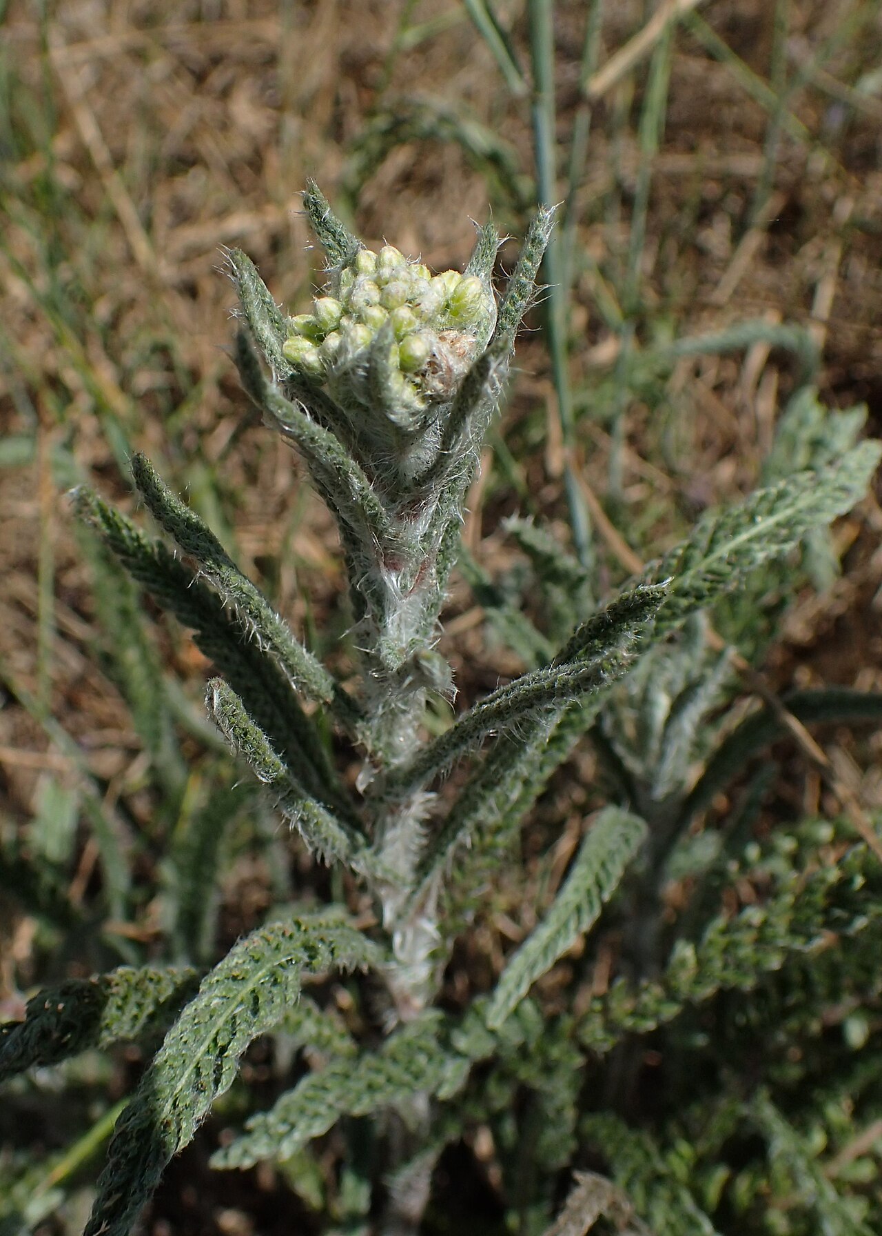 Achillea seidlii: Achillea pannonica in Chełm Górny, NW Poland
