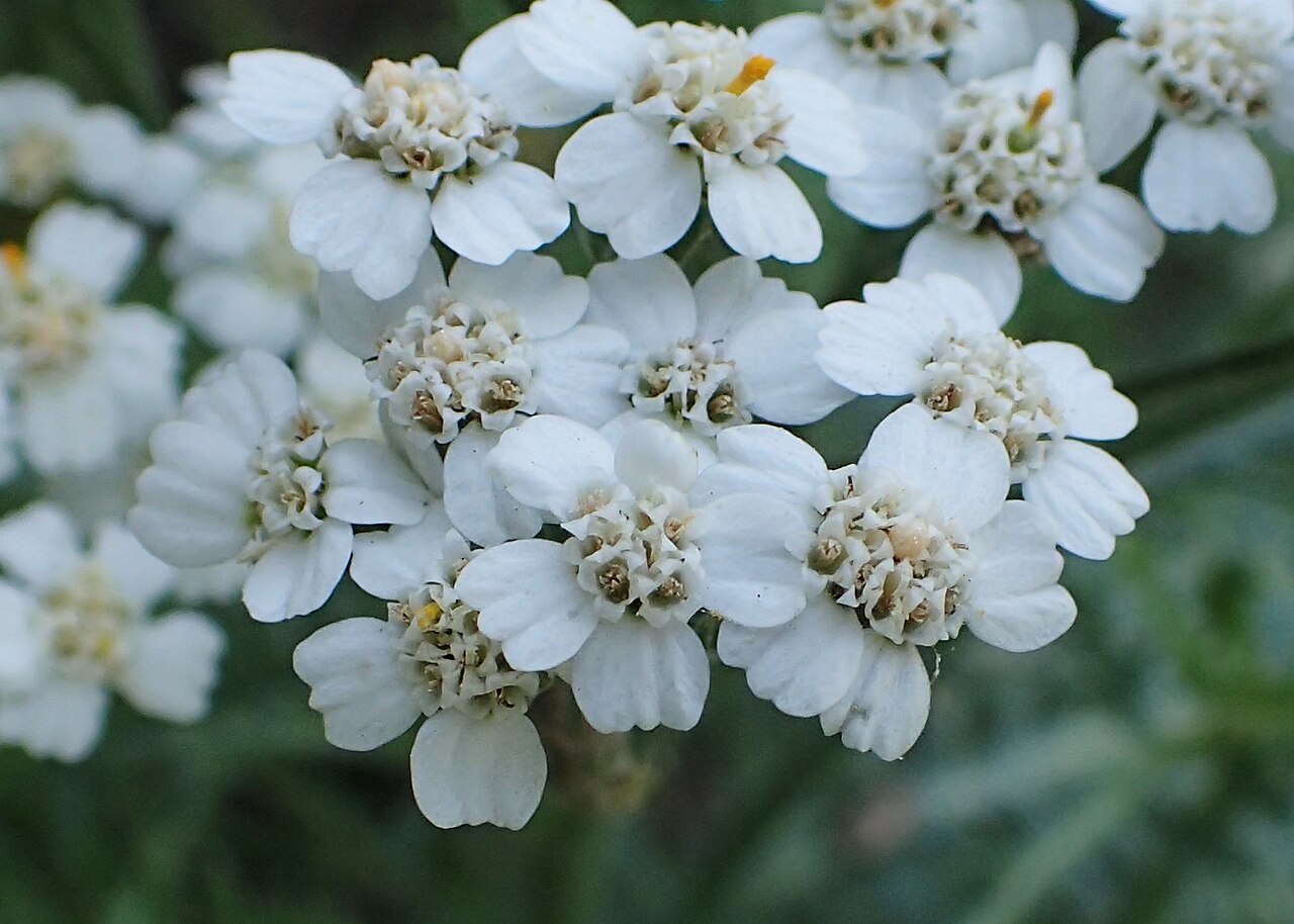 Achillea seidlii: Achillea pannonica in the UMCS Botanical Garden in Lublin