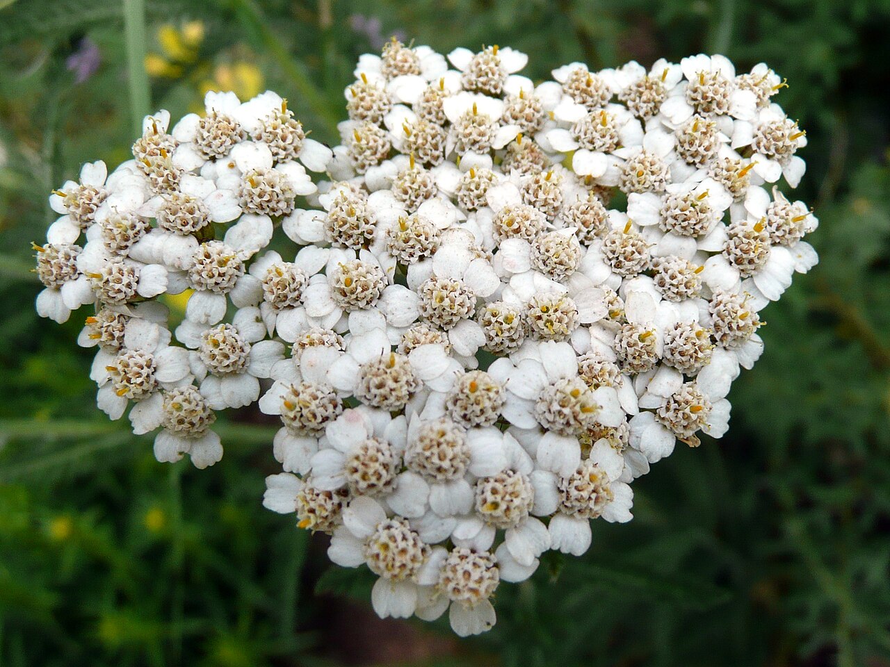 Achillea seidlii: Achillea in Botanischer Garten Erlangen, 2008