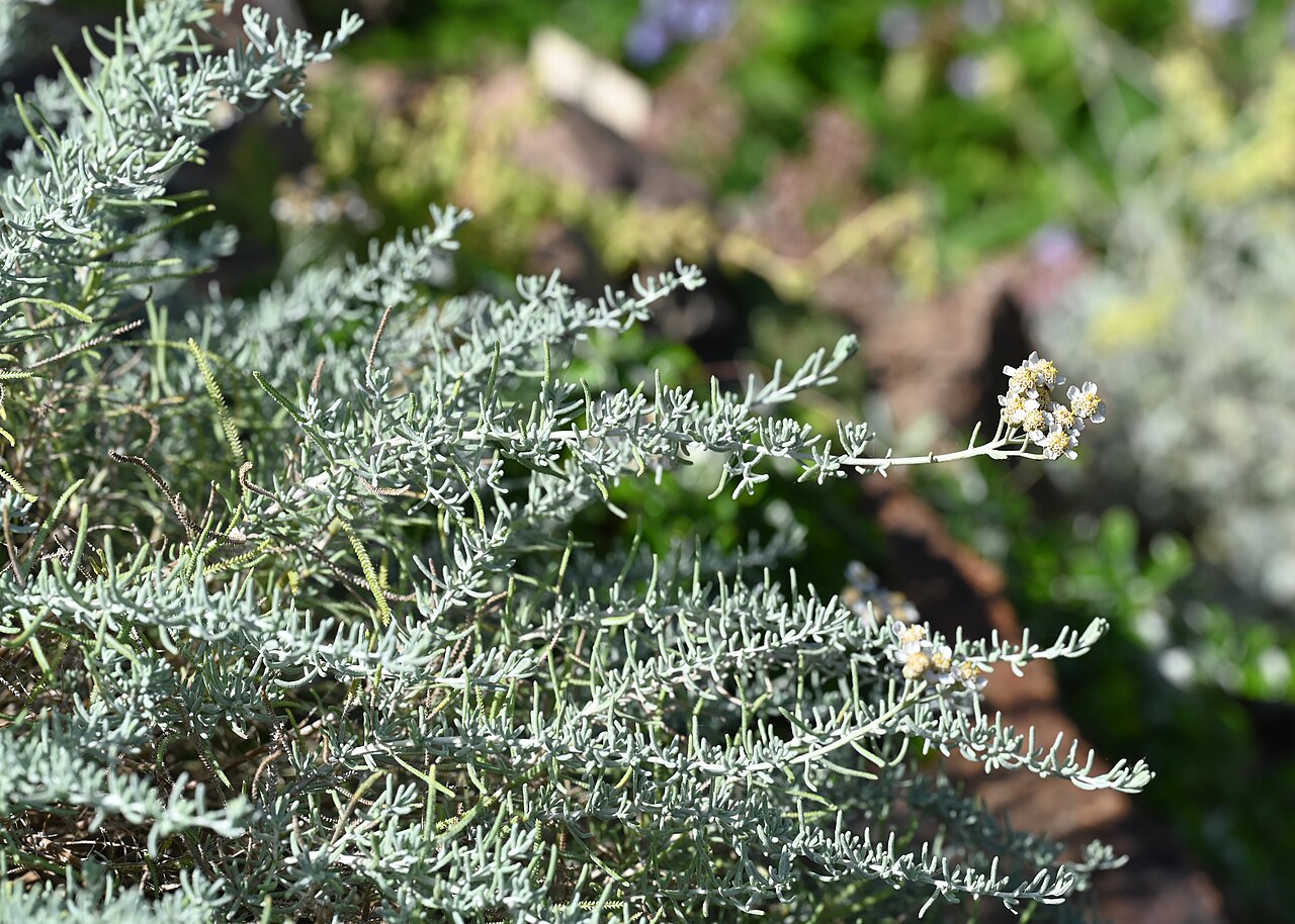 Achillea spinulifolia: Achillea spinulifolia in the Botanischer Garten, Berlin-Dahlem