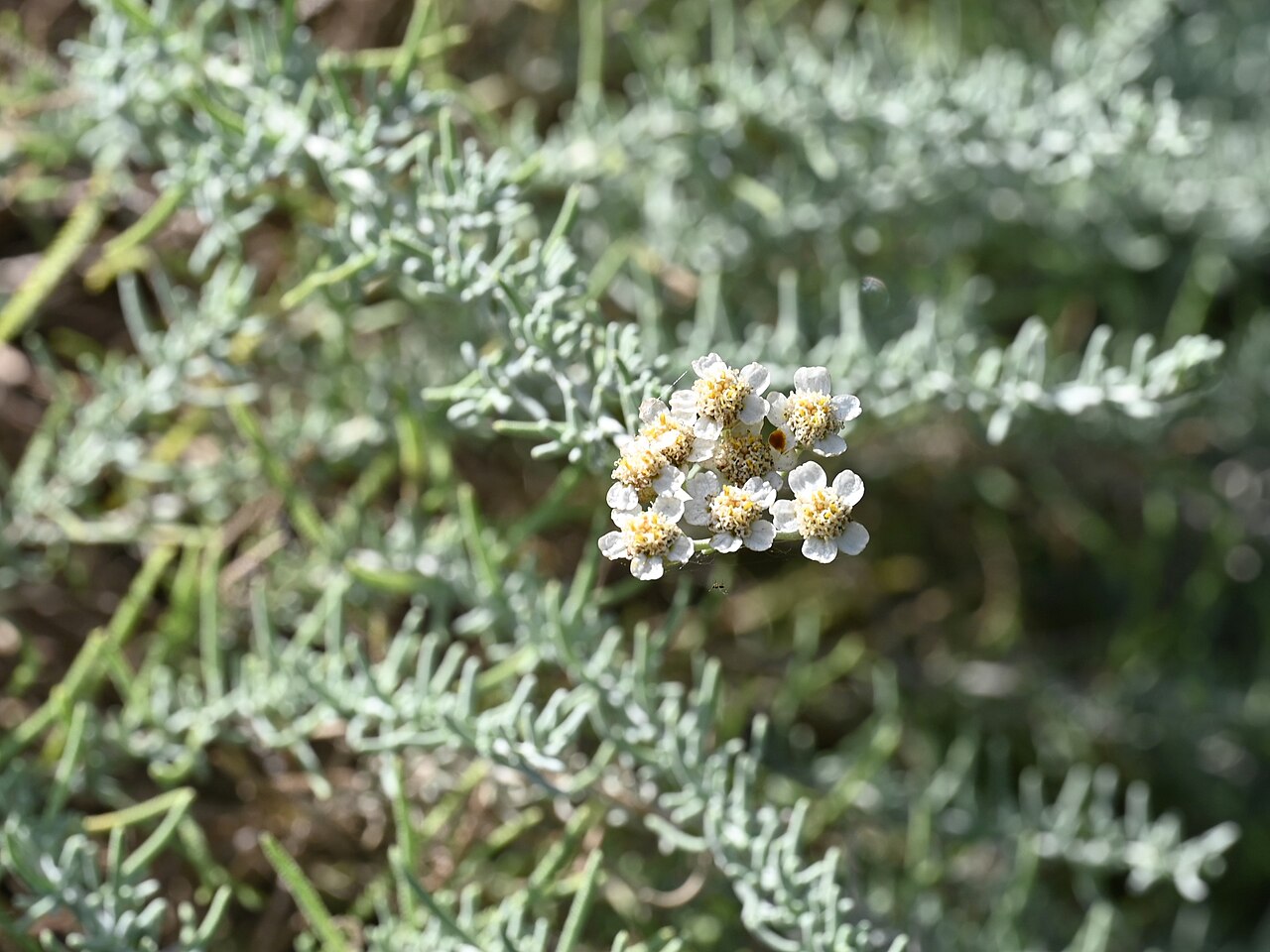 Achillea spinulifolia: Achillea spinulifolia in the Botanischer Garten, Berlin-Dahlem