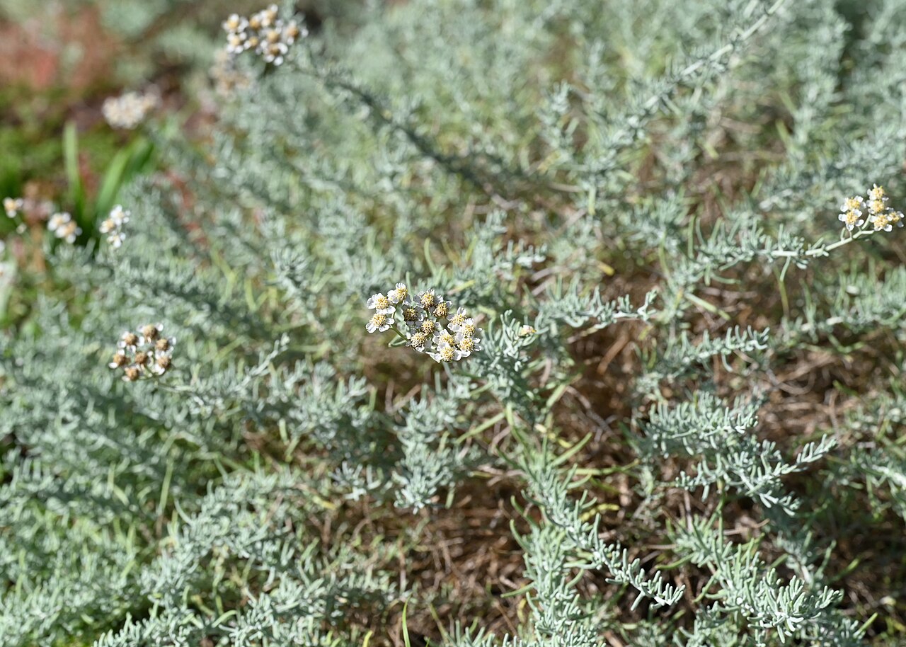 Achillea spinulifolia: Achillea spinulifolia in the Botanischer Garten, Berlin-Dahlem