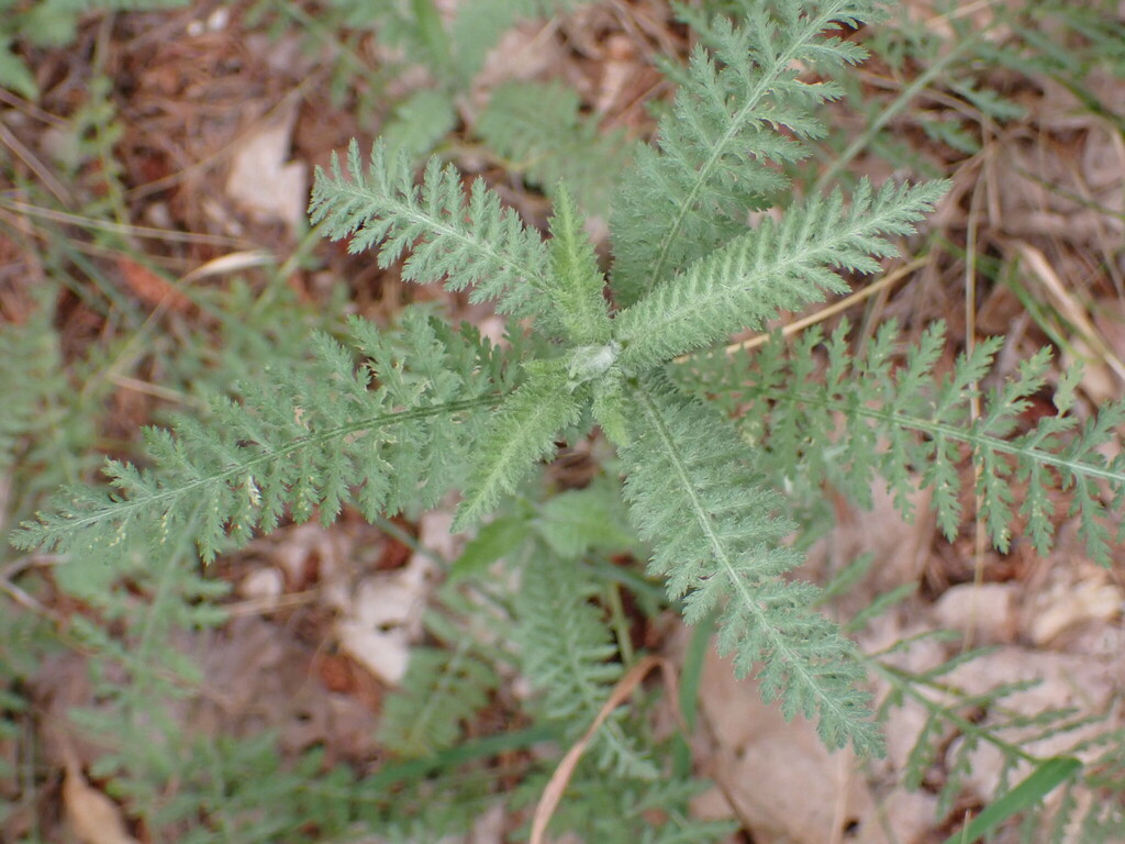 Achillea styriaca (Achillea styriaca)